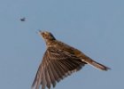 2 Meadow Pippit.jpg